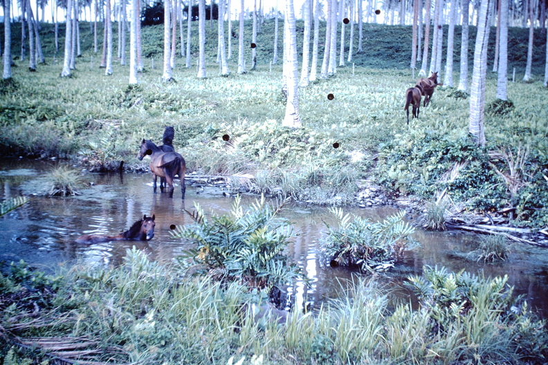 1960 Dec - wild horses Yandina.JPG
